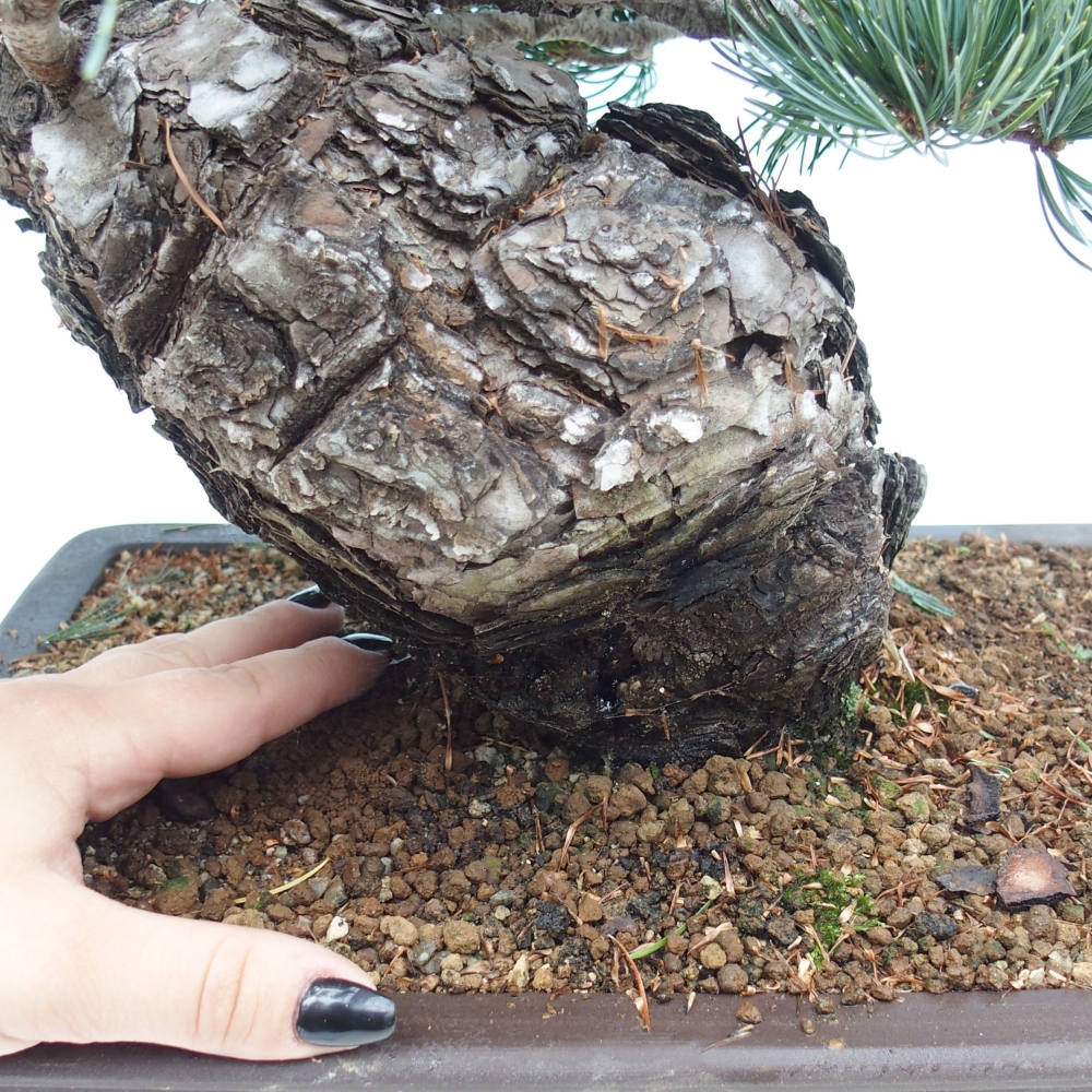 Outdoor bonsai - Pinus parviflora - Mała sosna