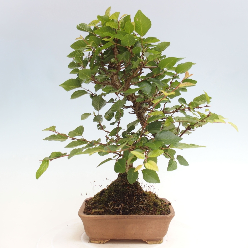 Bonsai zewnętrzne -Carpinus CARPINOIDES - grab koreański