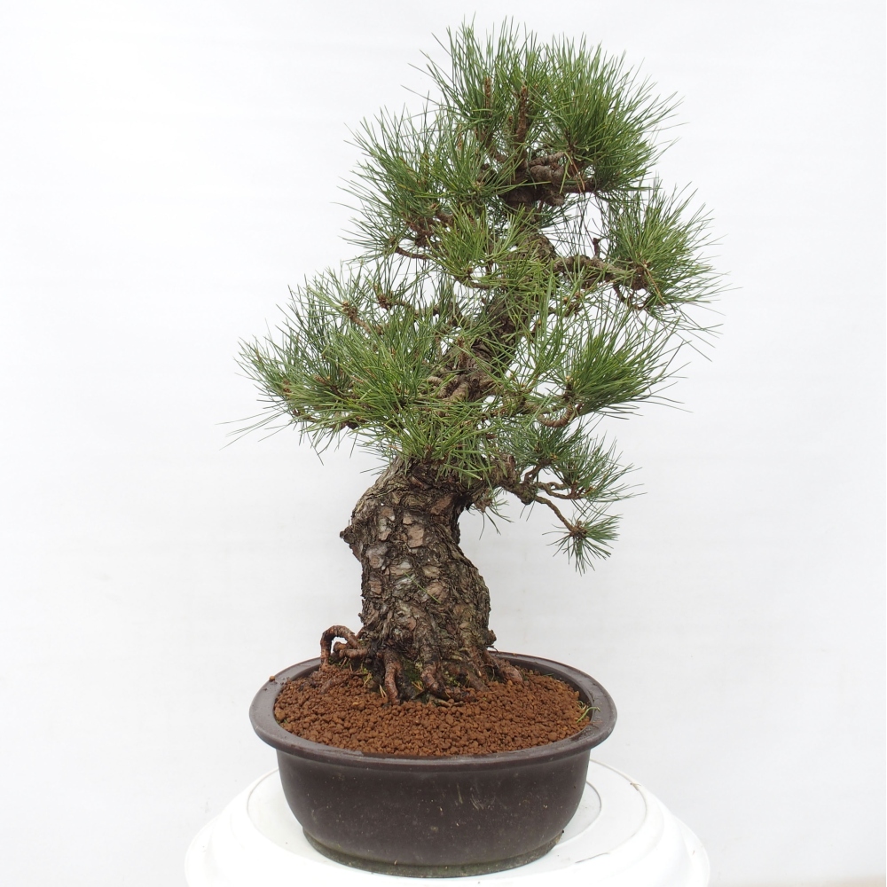 Bonsai ogrodowe - Pinus thunbergii - Sosna Thunberg