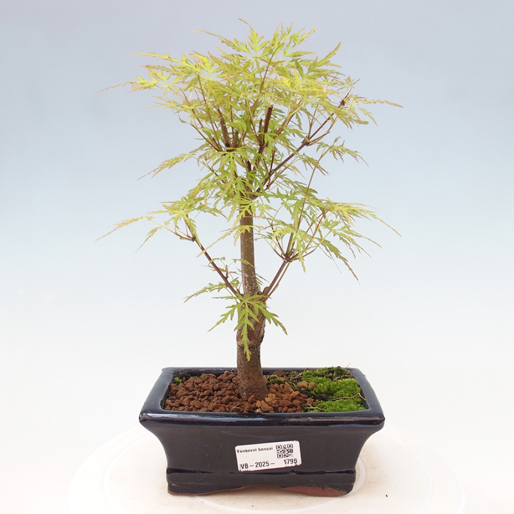 Outdoor bonsai - Acer palmatum Dissectum - Klon japoński 