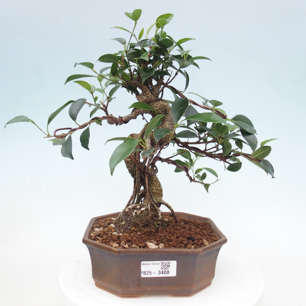 Pokój bonsai - Ficus retusa - figowiec drobnolistny