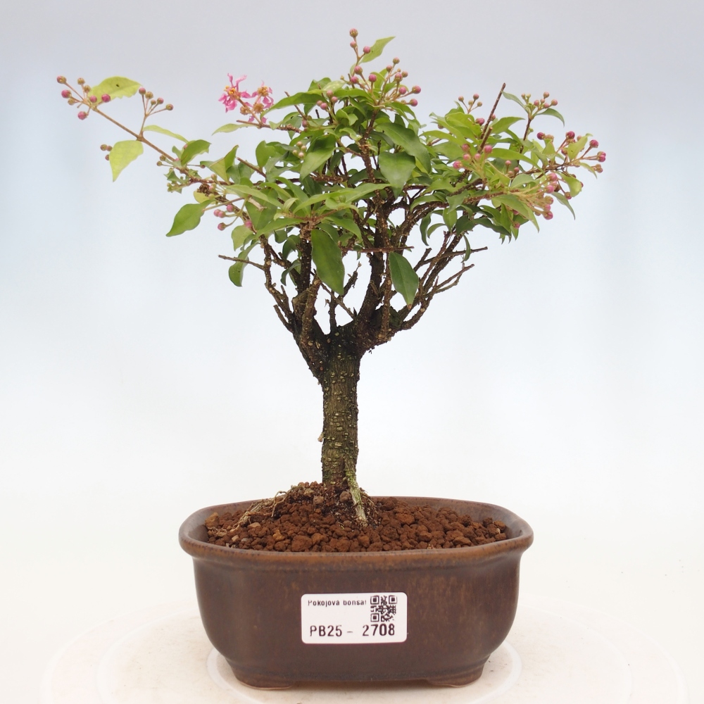 Bonsai pokojowe - Malpighia coccigera - Wiśnia Barbdorska