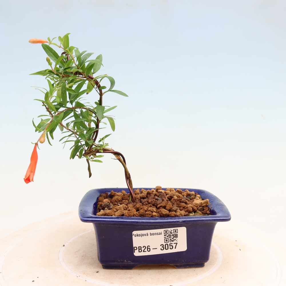 Pokój bonsai - PUNICA granatum nana - jabłko granatu