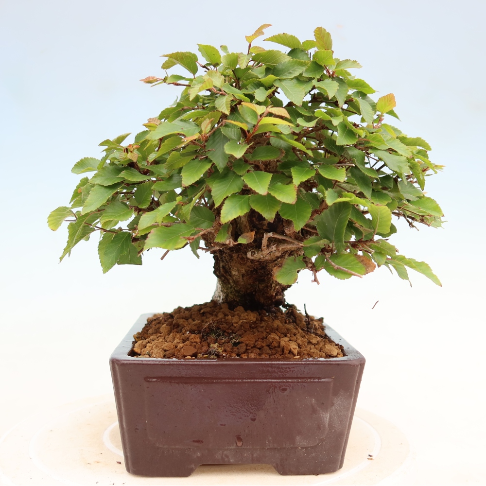 Outdoor bonsai - Carpinus coreana - grab koreański