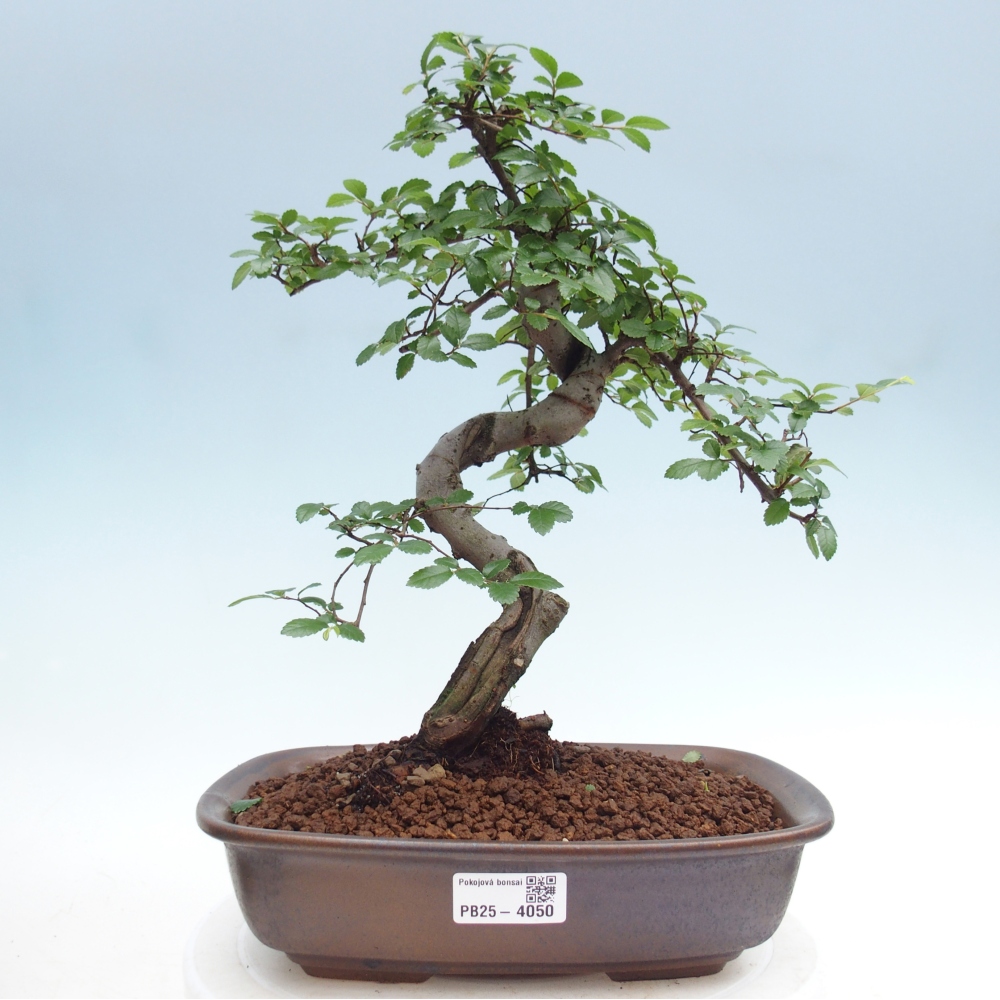 Pokój bonsai - Ulmus parvifolia - Wiąz drobnolistny