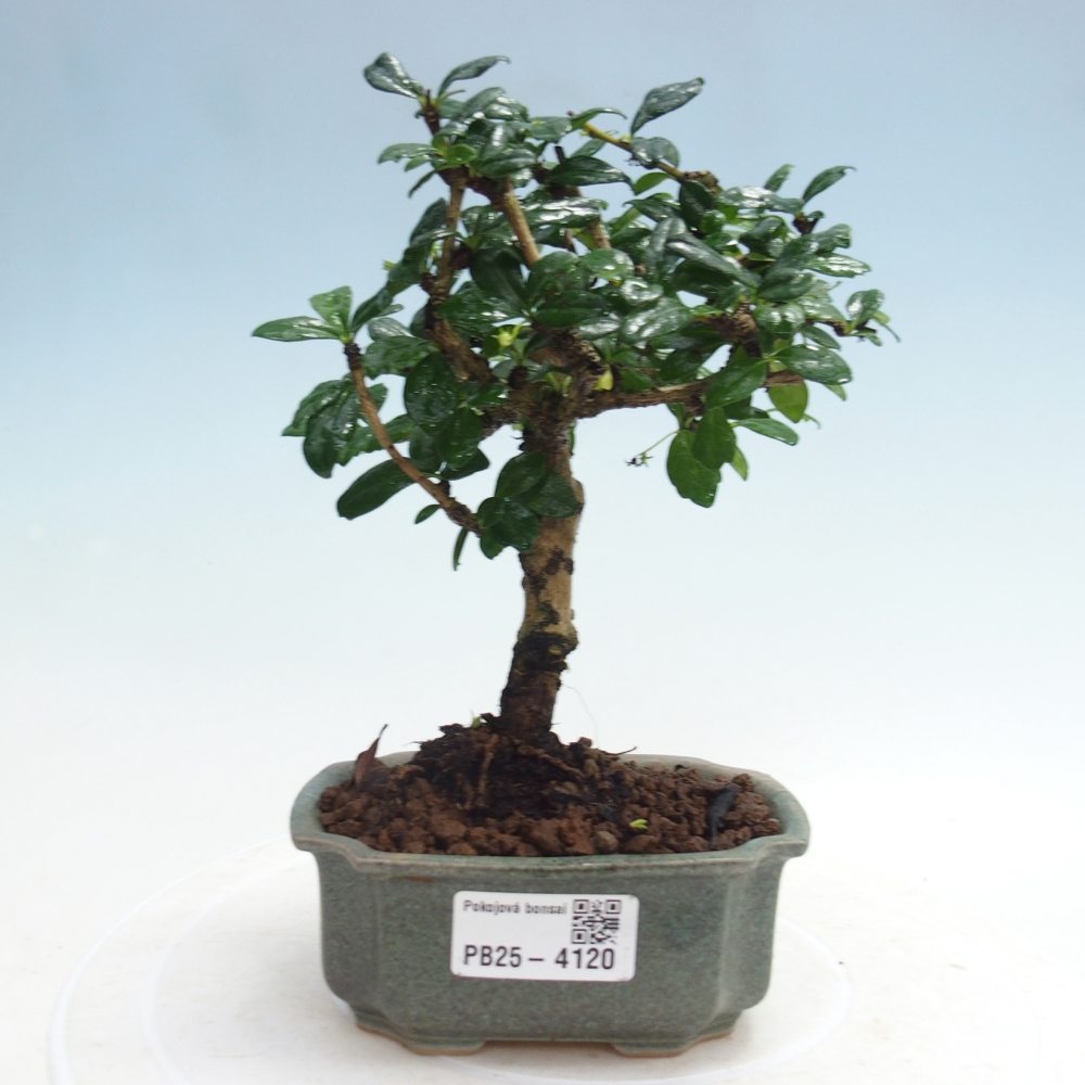 Bonsai pokojowe - Carmona macrophylla - Tea fuki