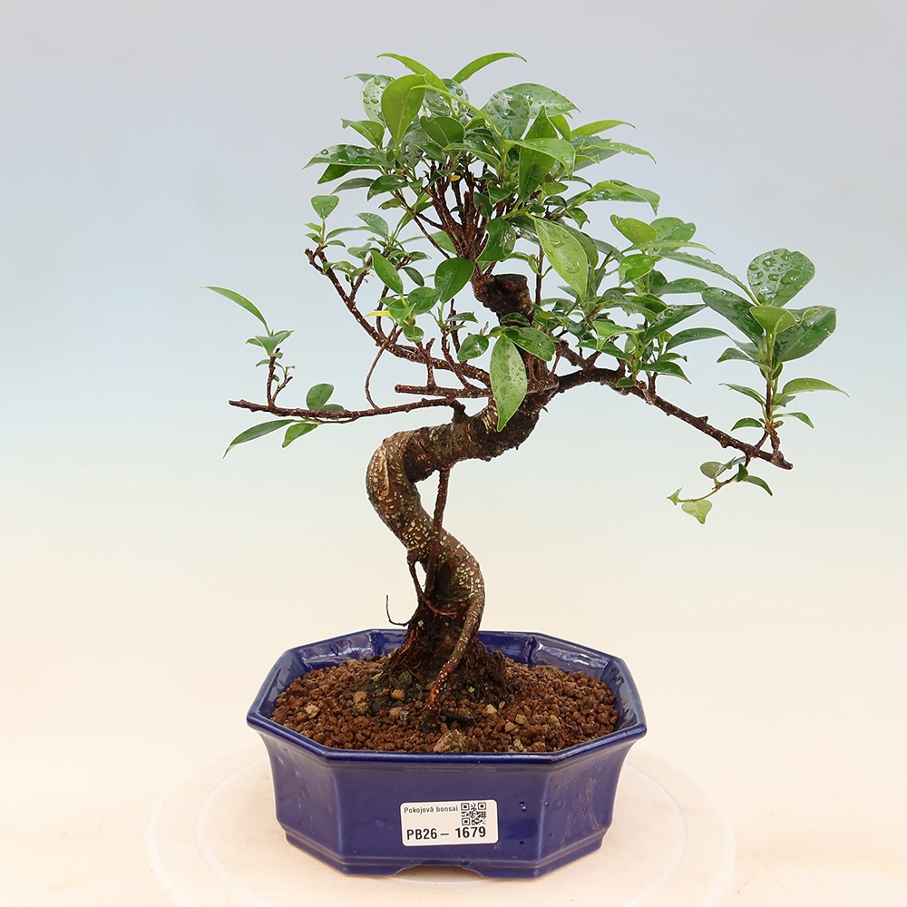Pokój bonsai - Ficus retusa - figowiec drobnolistny