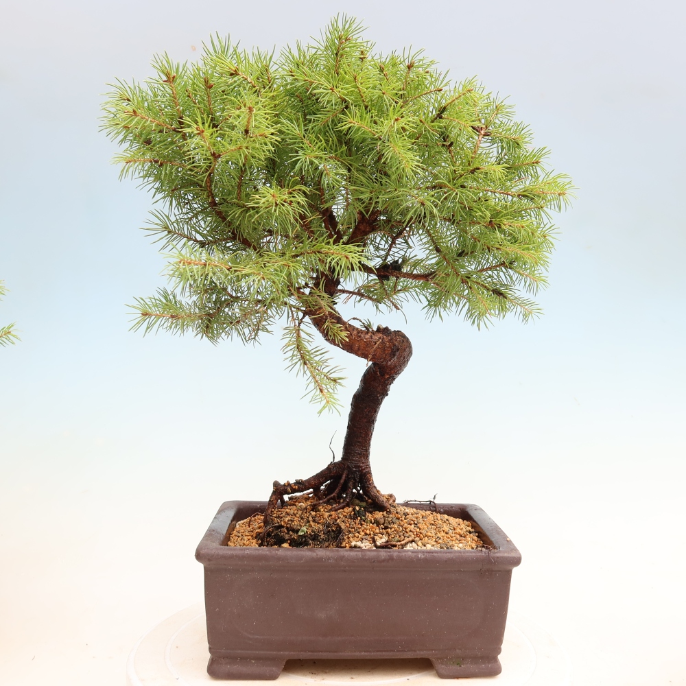 Bonsai ogrodowe – Świerk szary – Picea glauca globe