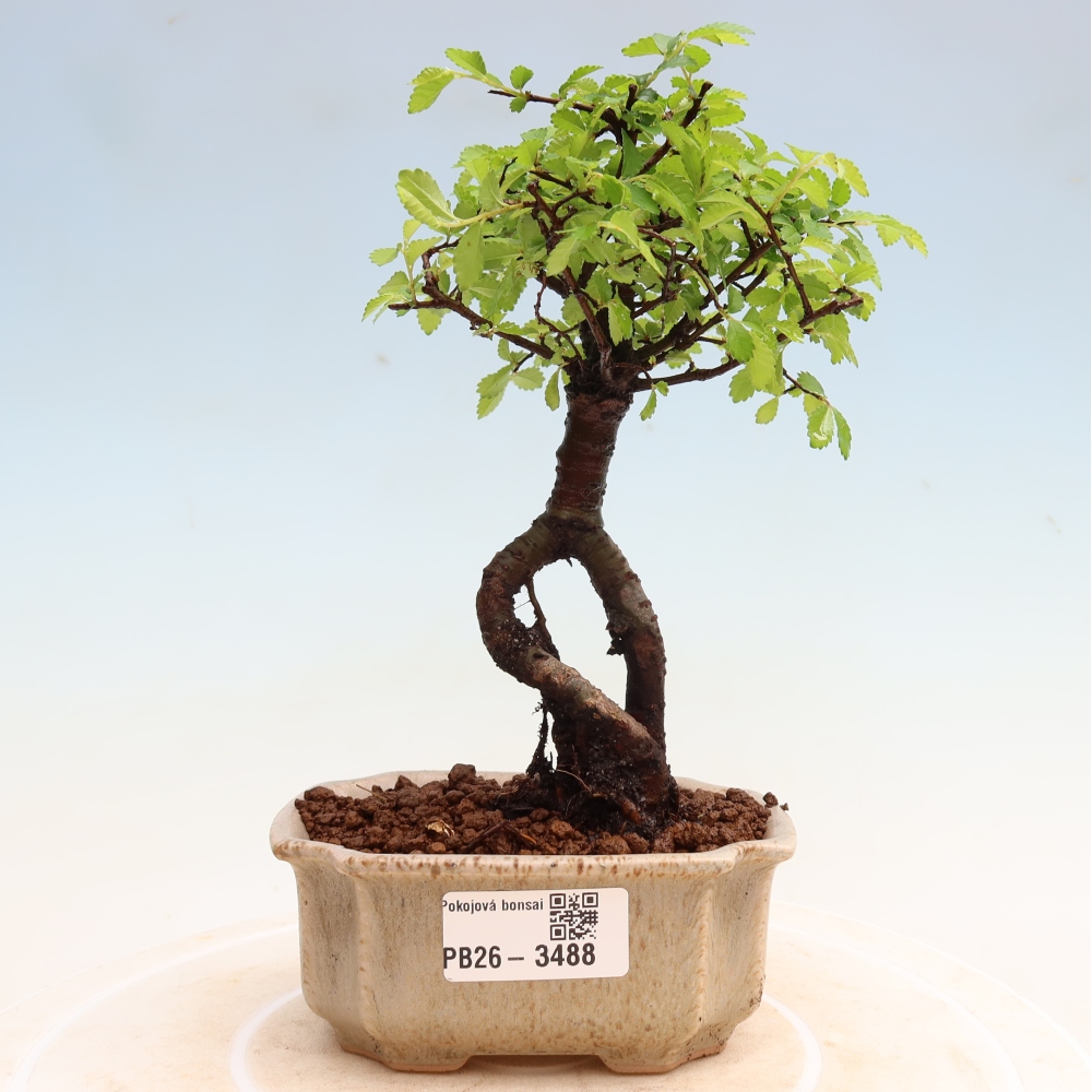 Pokój bonsai - Ulmus parvifolia - Wiąz drobnolistny
