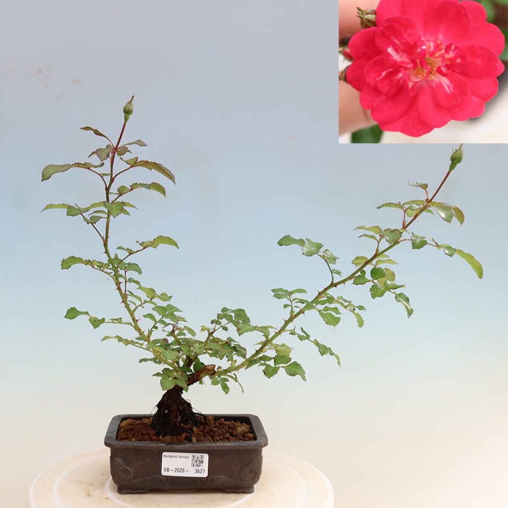 Bonsai ogrodowe – Rosa Kordes – róża