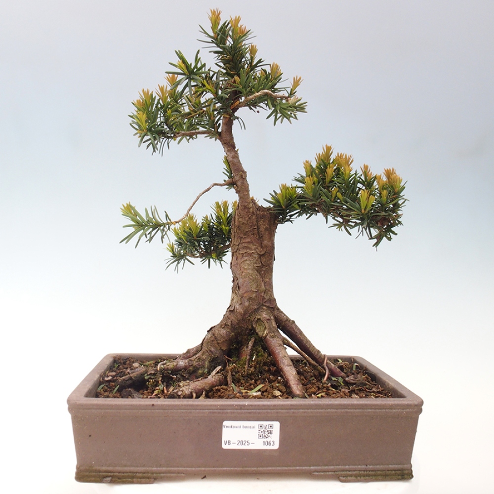 Bonsai na zewnątrz - Taxus cuspidata - cis japoński