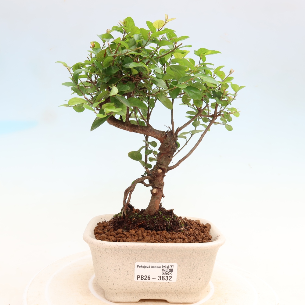 Bonsai pokojowe - Sageretia thea - Sageretia thea