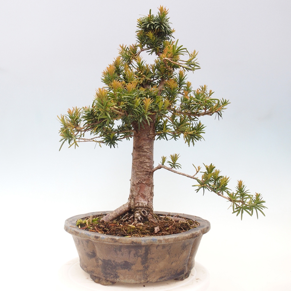 Bonsai na zewnątrz - Taxus cuspidata - cis japoński