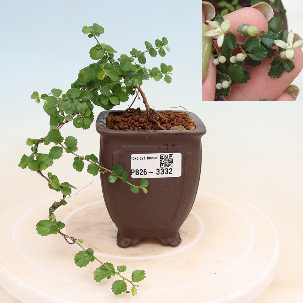 Pokój bonsai - Grewia sp. - Grewia malafolia