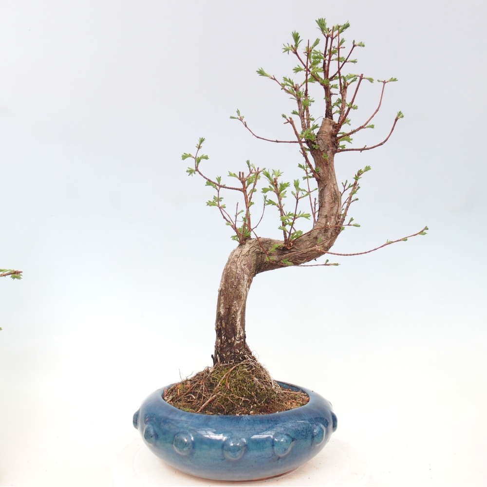 Outdoor bonsai - Metasequoia glyptostroboides - Metasekwoja chińska