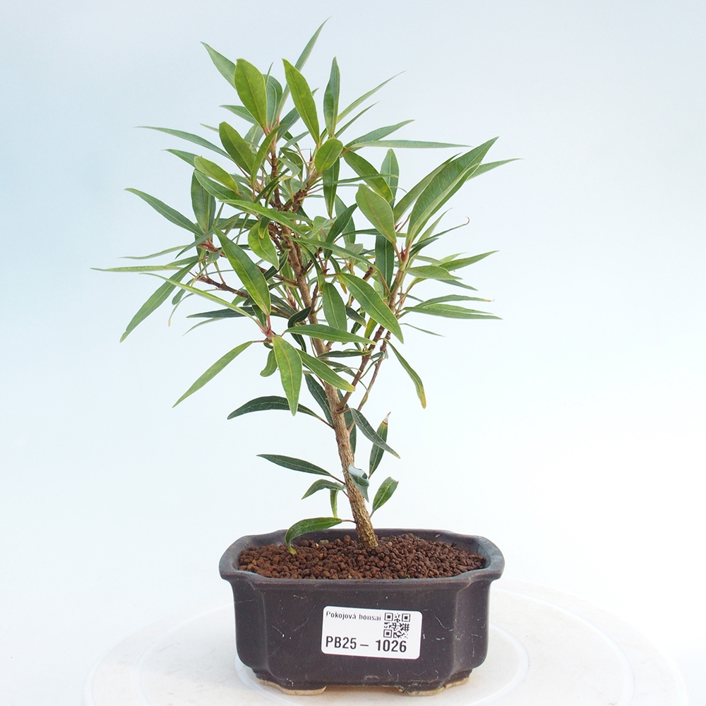 Bonsai wewnętrzne - Ficus nerifolia - figowiec drobnolistny