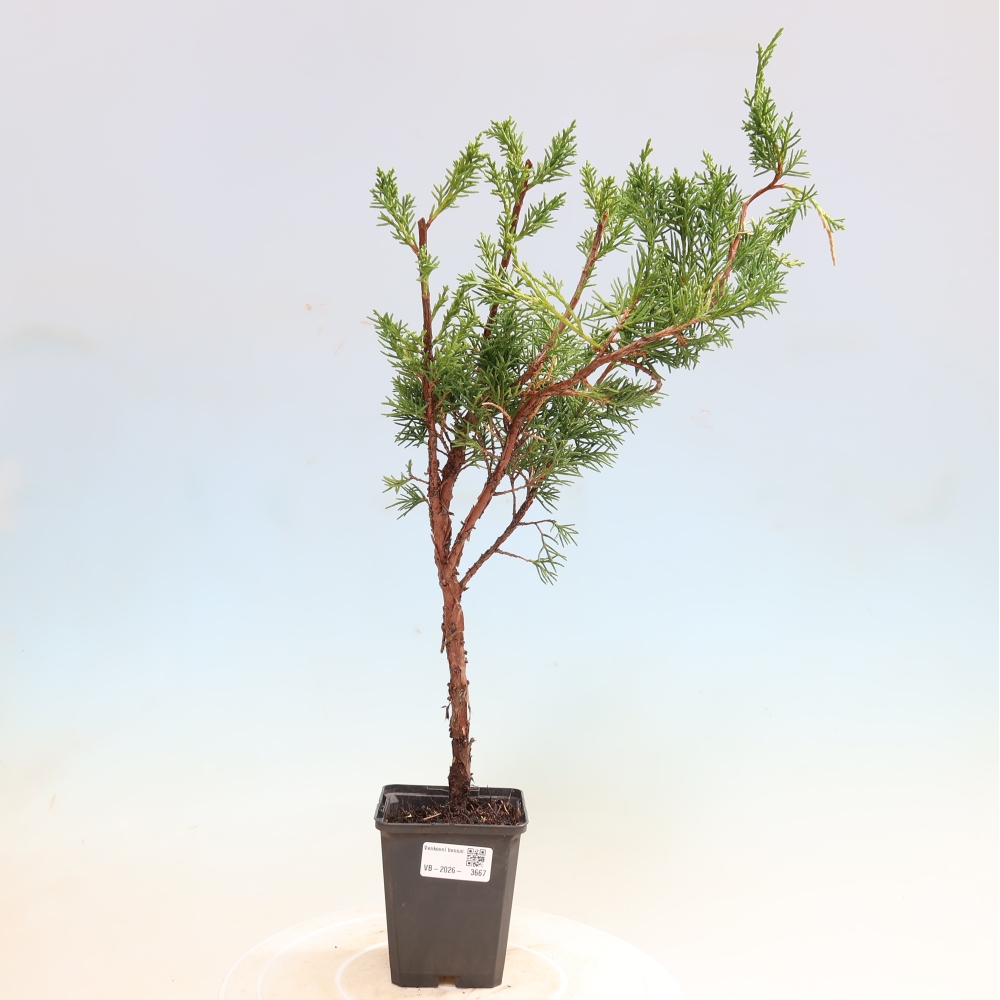 Outdoor bonsai - Juniperus chinensis Kishu