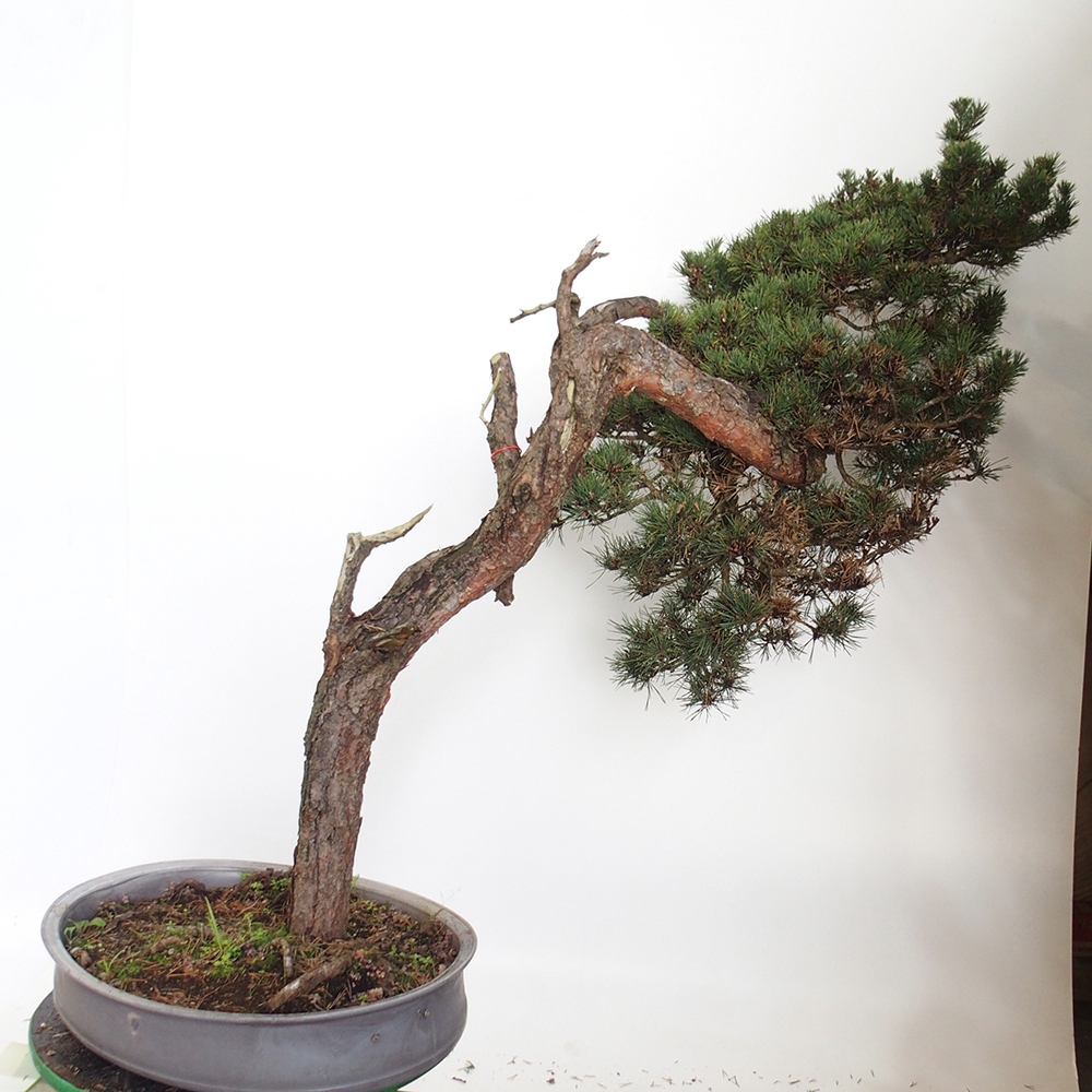 Yamadori - Pinus sylvestris Hiszpania