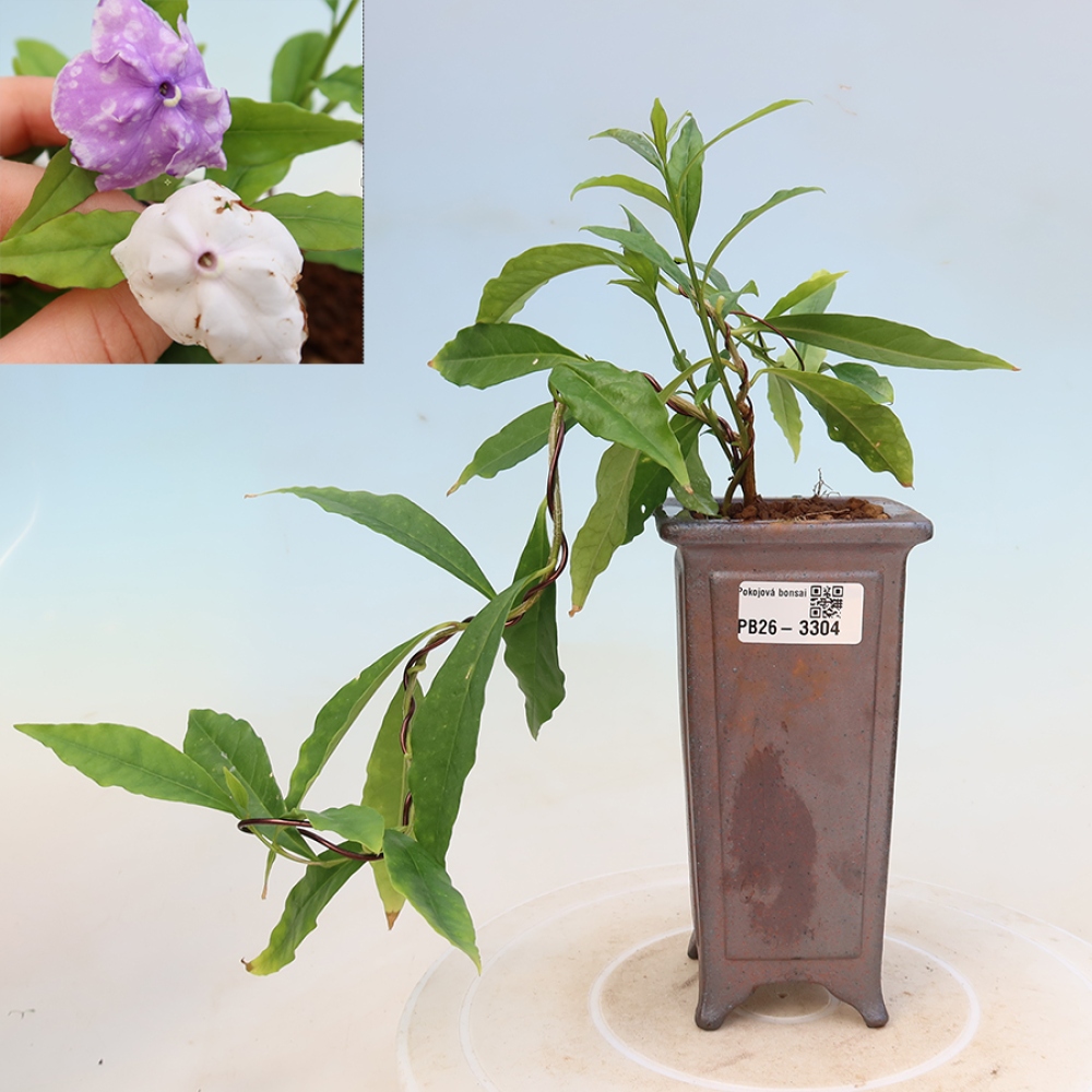 Bonsai pokojowe – Tanaman melati costa – Brunfelsia