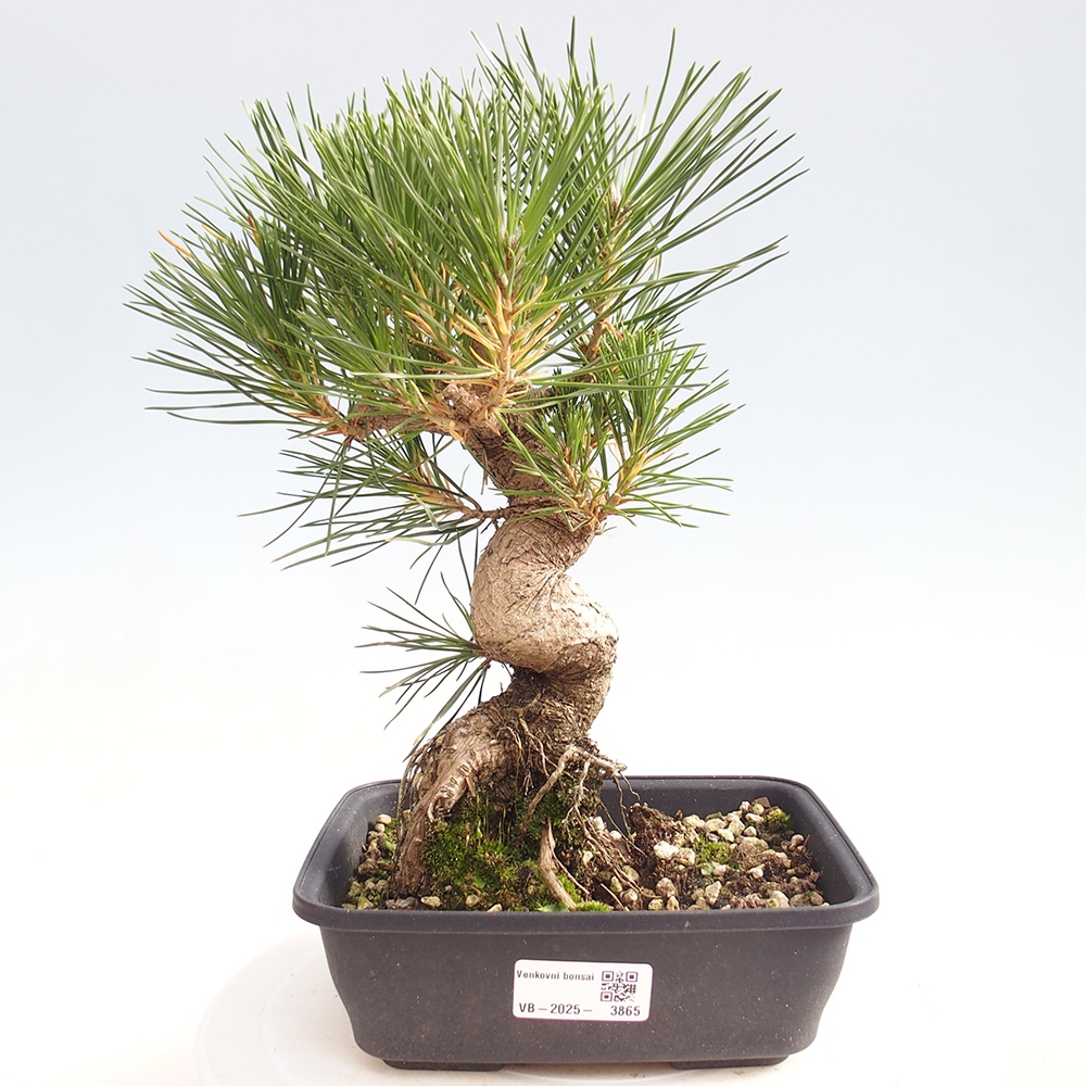 Outdoor bonsai - Pinus thunbergii - sosna Thunberga