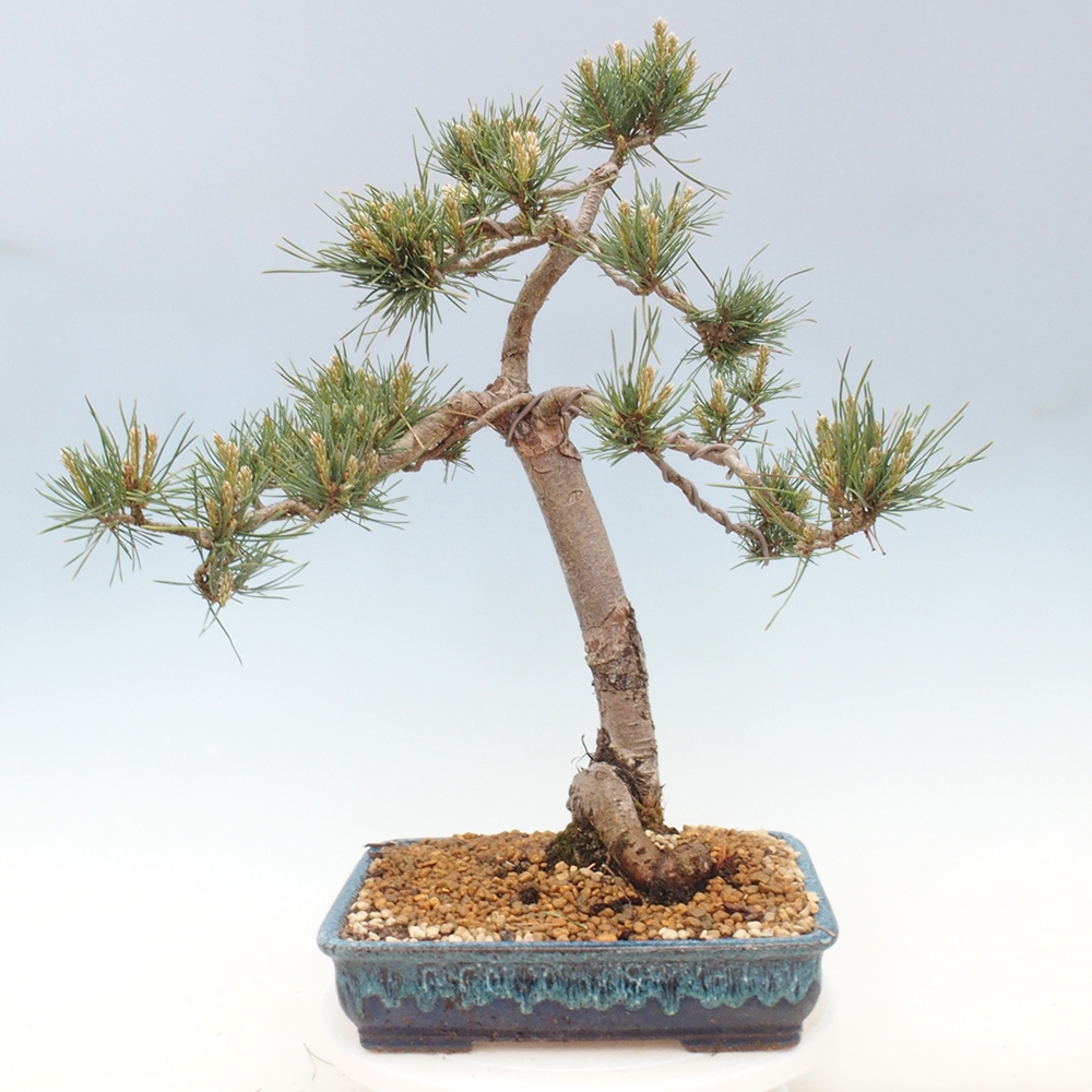 Outdoor bonsai - Pinus Sylvestris - sosna zwyczajna