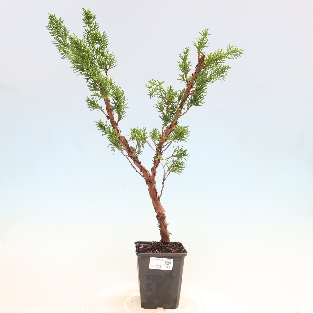 Outdoor bonsai - Juniperus chinensis Kishu