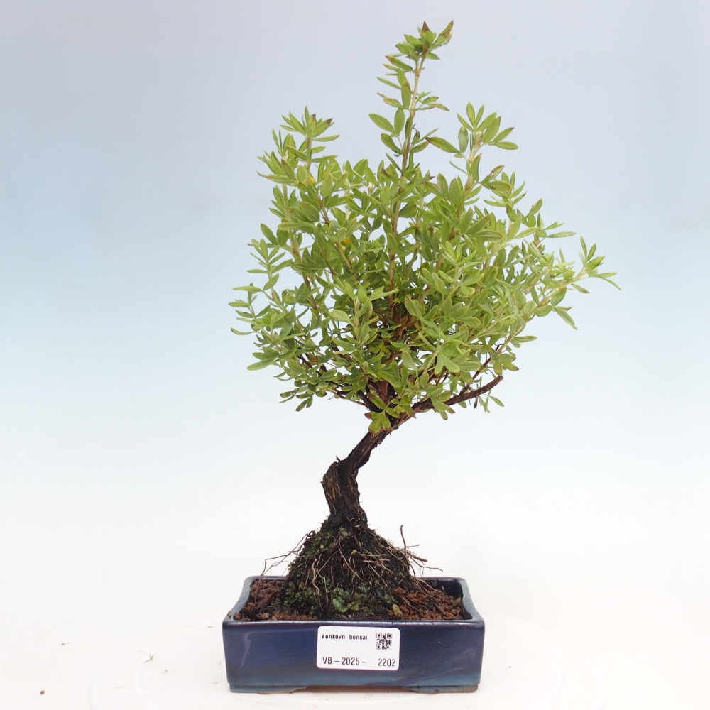 Outdoor bonsai-Pięciolistnik - Potentila fruticosa żółty Ptak