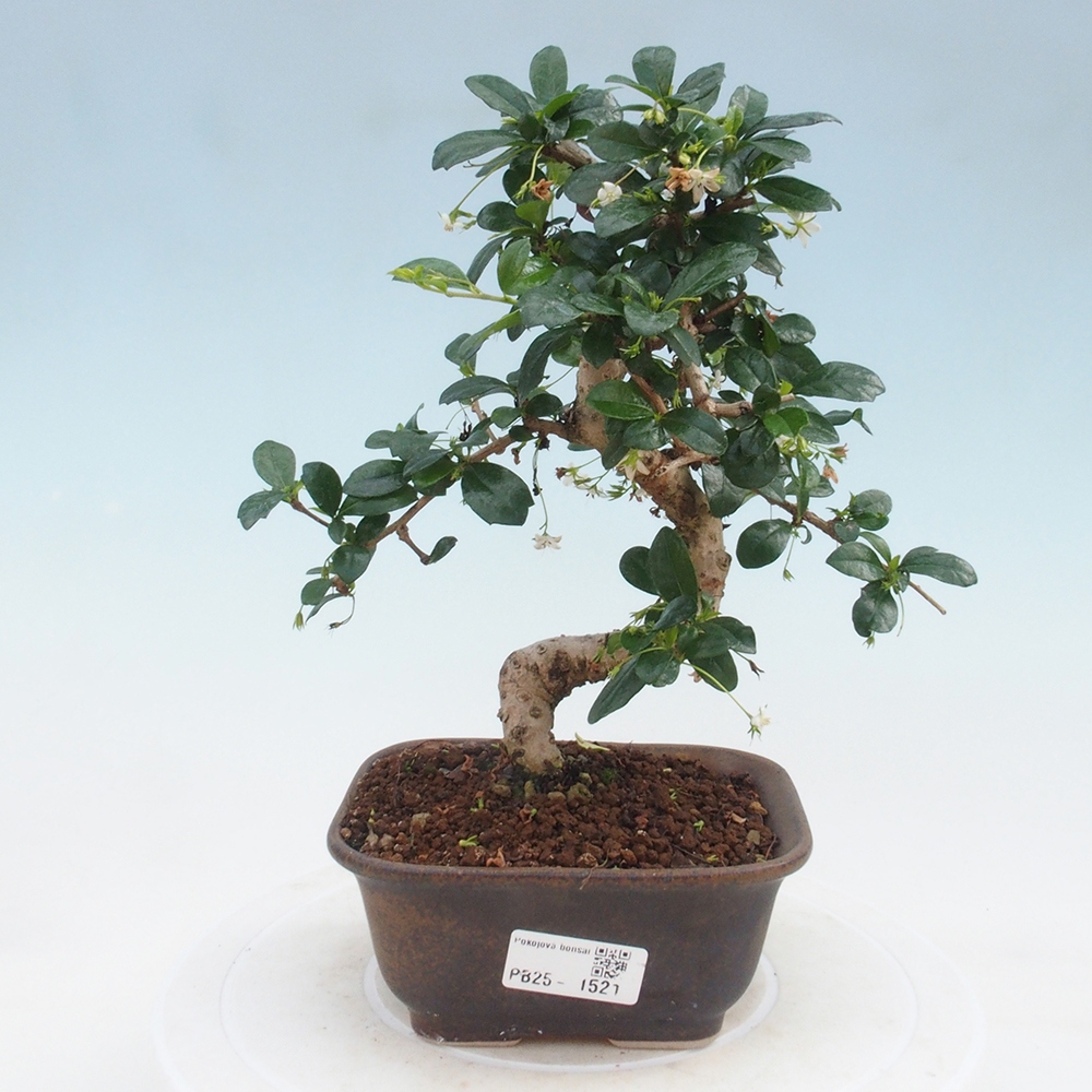 Bonsai wewnętrzne - Carmona makrophylla - Herbata Fuki
