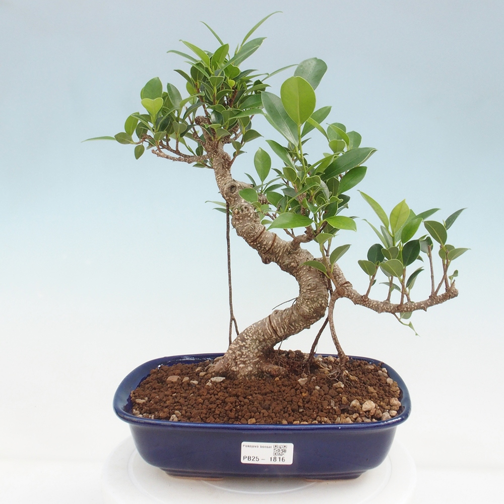 Kryty bonsai - kimono Ficus - figowiec drobnolistny