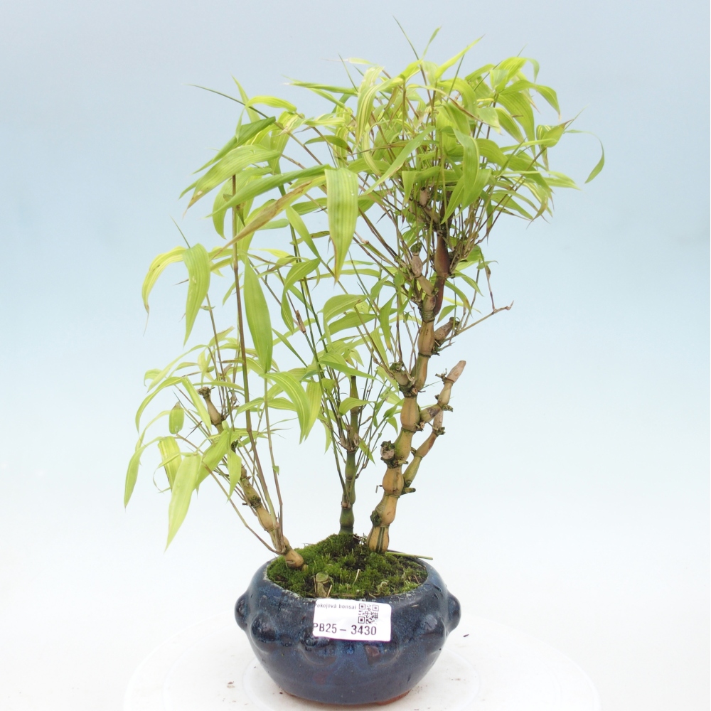 Room bonsai - Bamboo budha - Bamboo budha belly