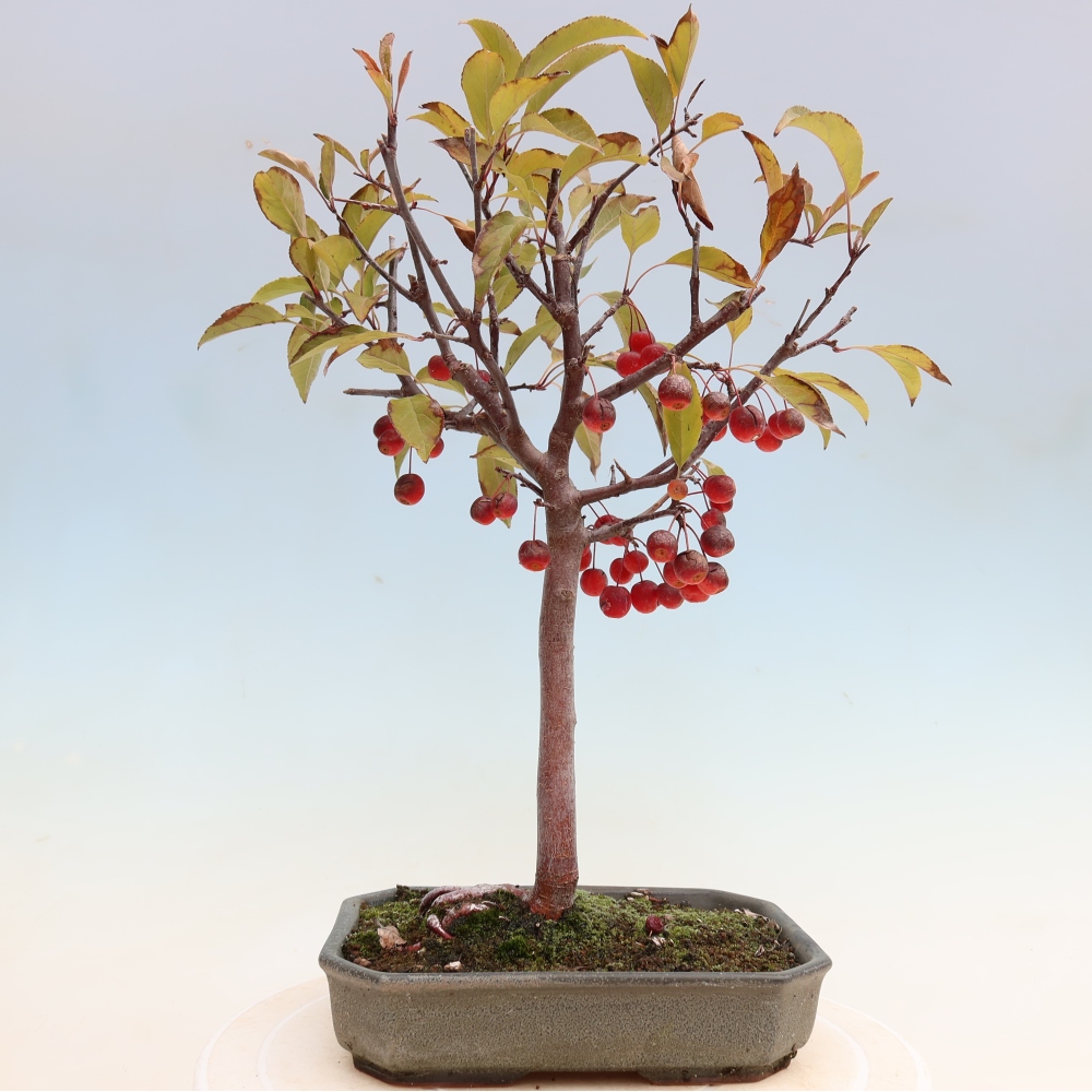 Outdoor bonsai - Malus domestica - Jabłoń czerwonolistna o małych owocach