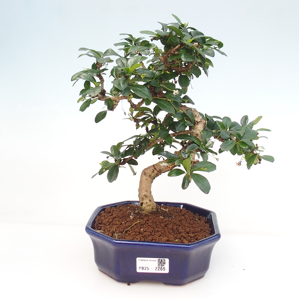 Pokój bonsai - Carmona macrophylla - Tea fuki