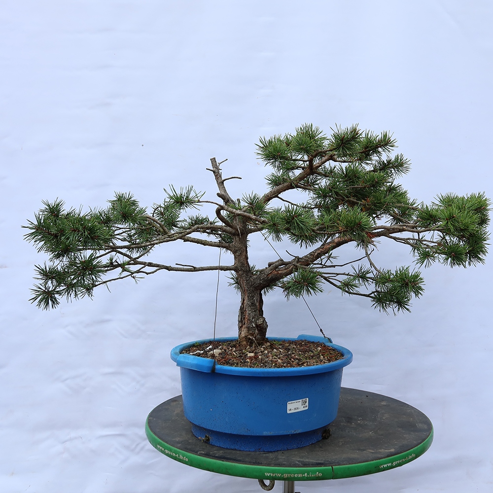 Pinus sylvestris Hiszpania – sosna zwyczajna