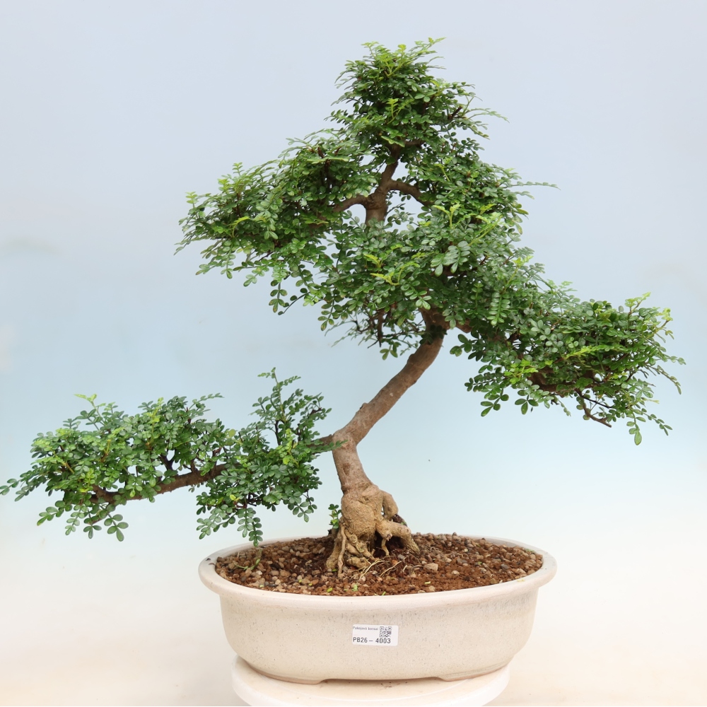 Pokój bonsai - Zantoxylum piperitum - drzewo pieprzowe
