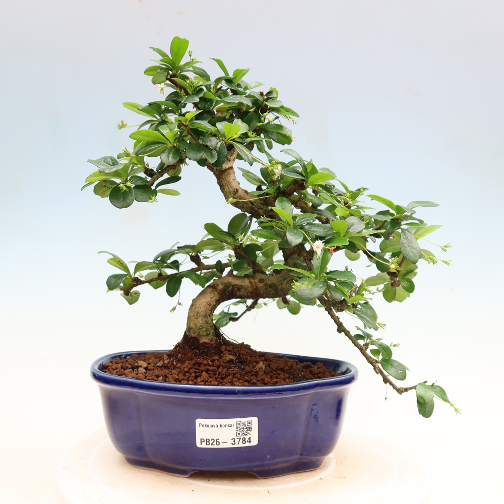 Bonsai pokojowe - Carmona macrophylla - Tea fuki