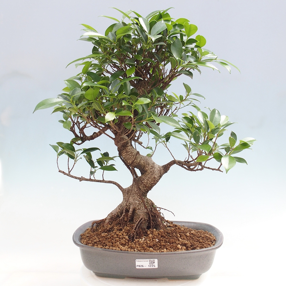 Pokój bonsai - Ficus kimmen - figowiec drobnolistny