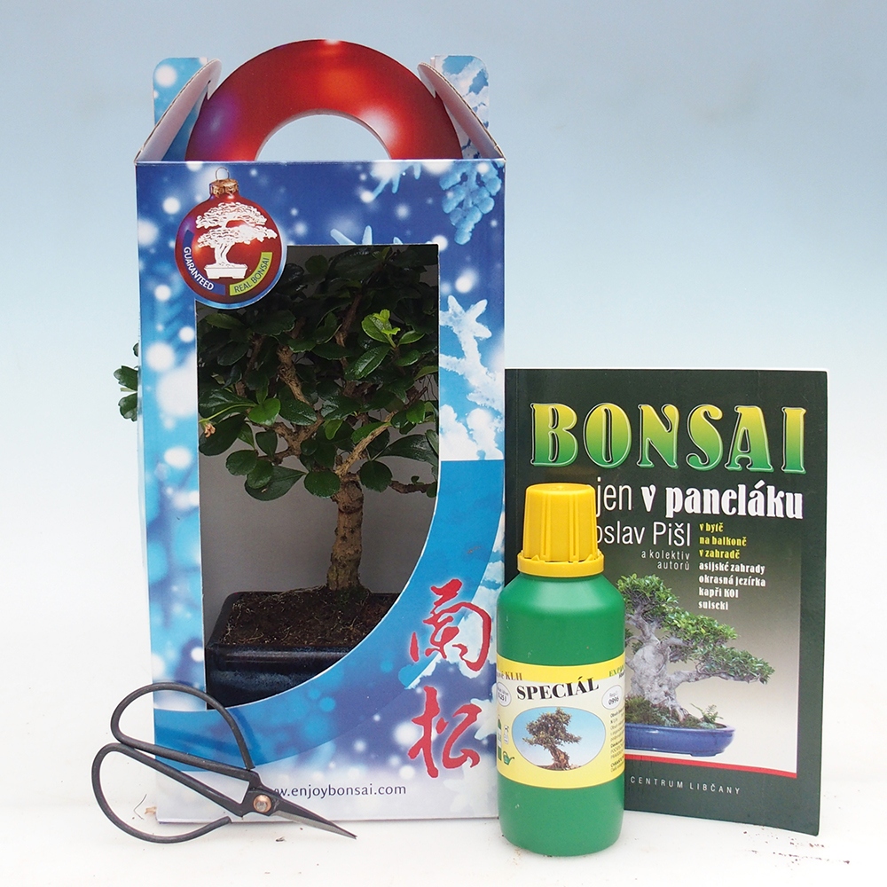 Bonsai pokojowe w pudełku upominkowym Carmona microphylla - Tea fuki