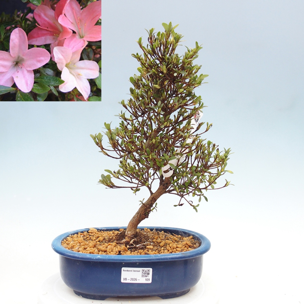 Bonsai zewnętrzne - Azalia japońska - Azalia Nikko