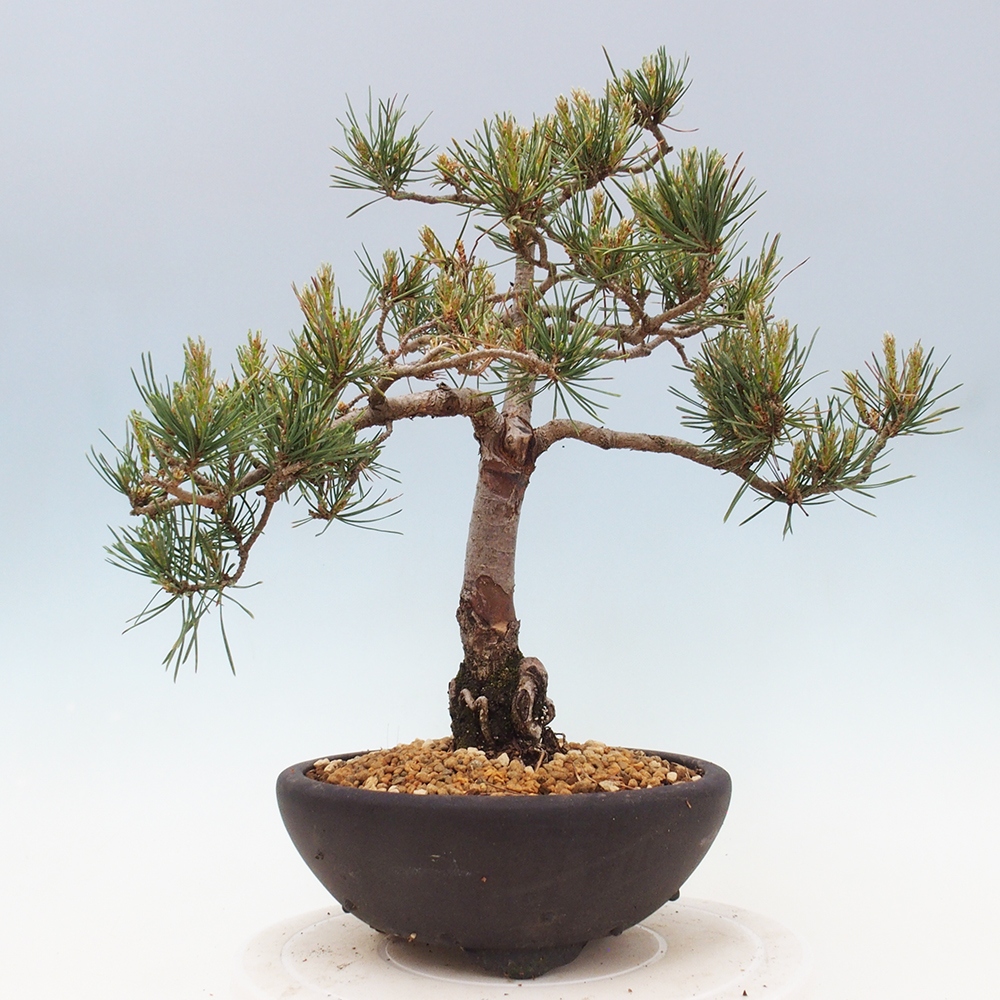 Outdoor bonsai - Pinus Sylvestris - sosna zwyczajna