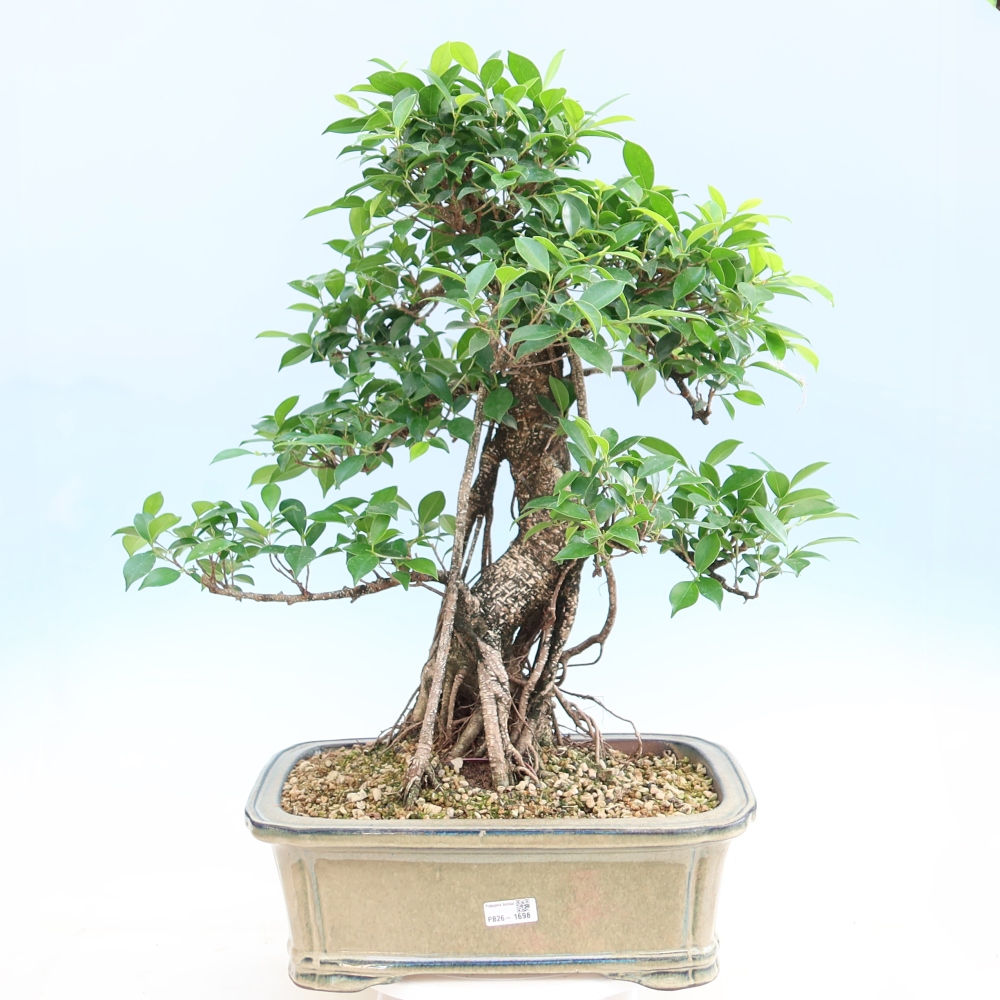 Pokój bonsai - Ficus kimmen - figowiec drobnolistny
