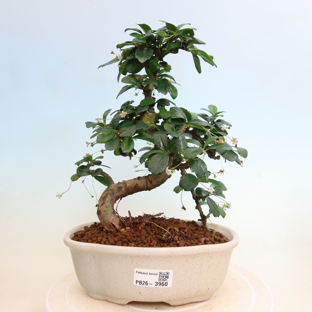 Bonsai pokojowe - Carmona macrophylla - Tea fuki