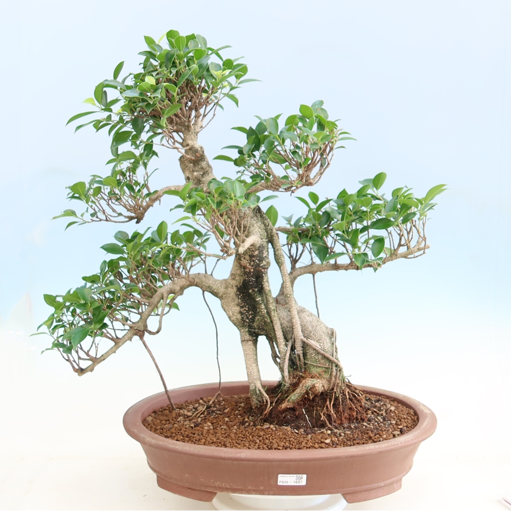 Pokój bonsai - Ficus kimmen - figowiec drobnolistny