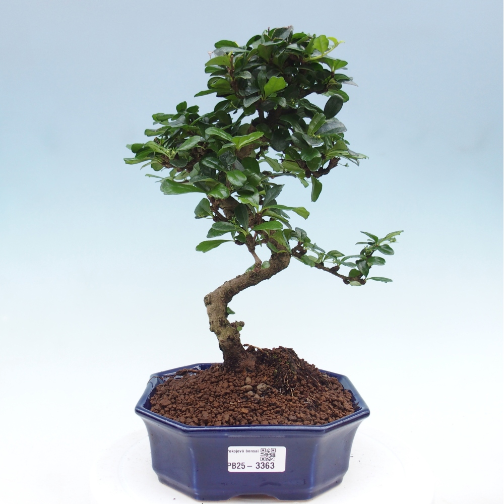Pokój bonsai - Carmona macrophylla - Tea fuki
