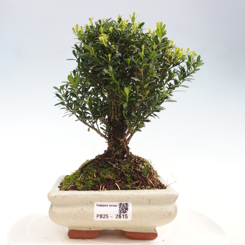 Pokój Bonsai - Buxus harlandii - Bukszpan korkowy