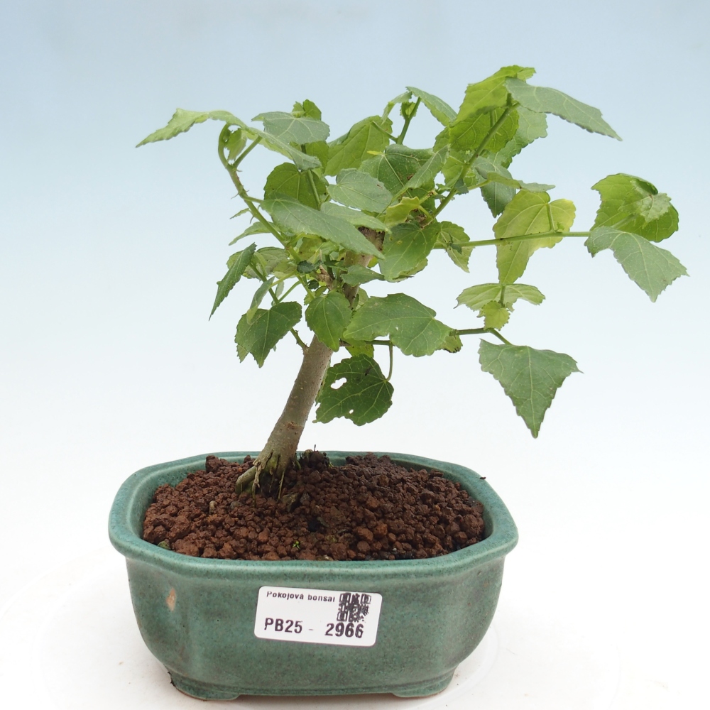 Kryte bonsai - Malvaviscus arboreus - hibiskus drzewny
