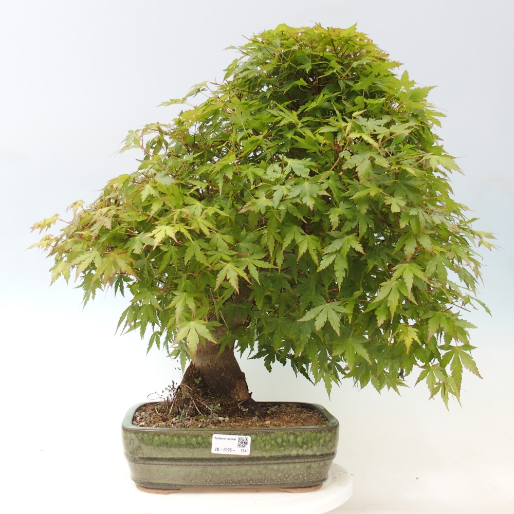 Bonsai zewnętrzne - Acer palmatum - TYLKO przygotowanie palety