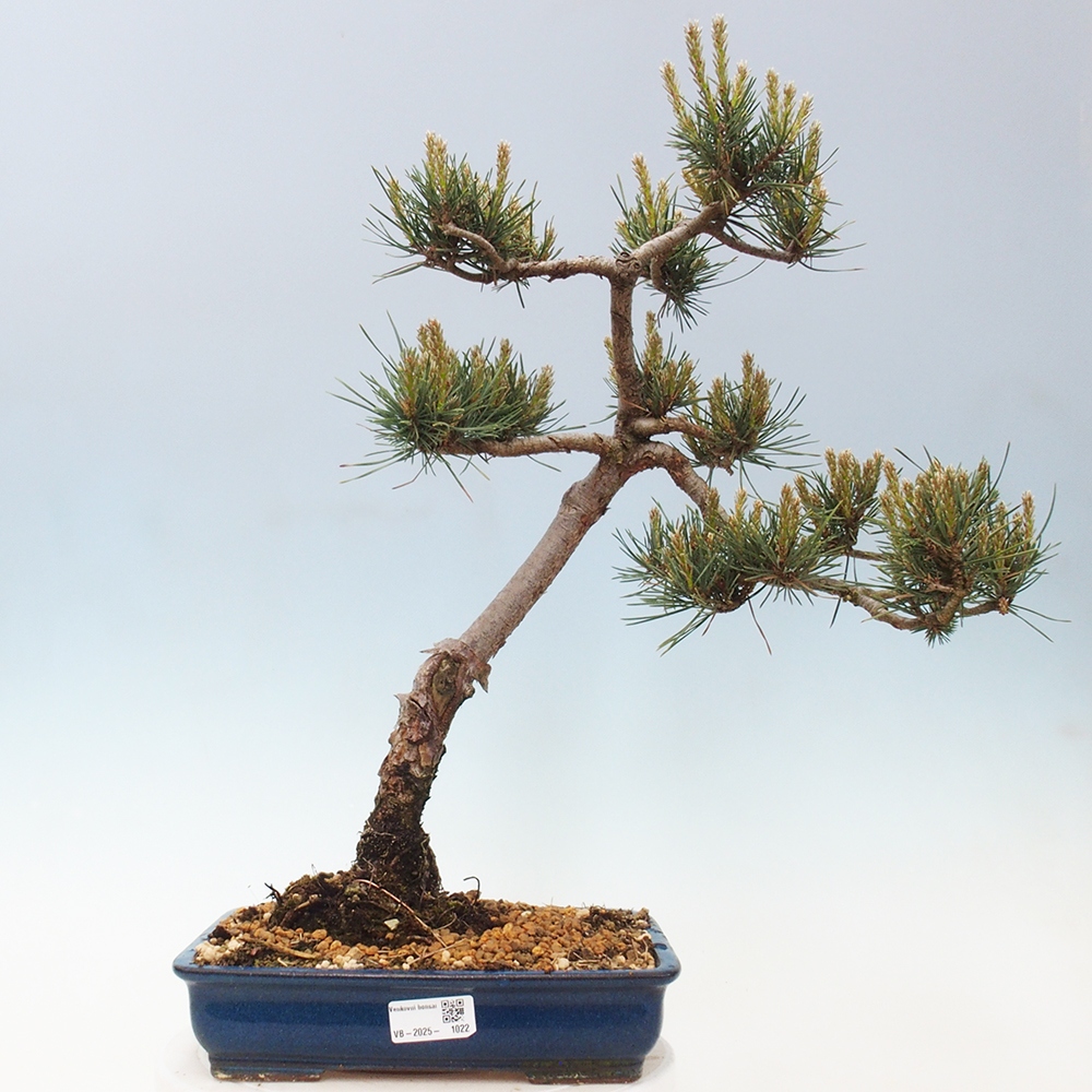 Outdoor bonsai - Pinus Sylvestris - sosna zwyczajna