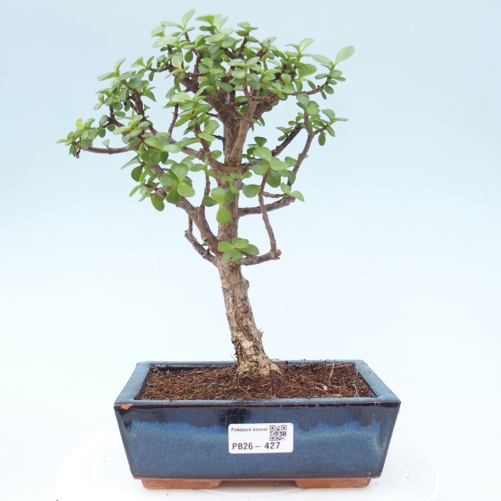 Pokój bonsai - Portulakaria Afra - Tlustice