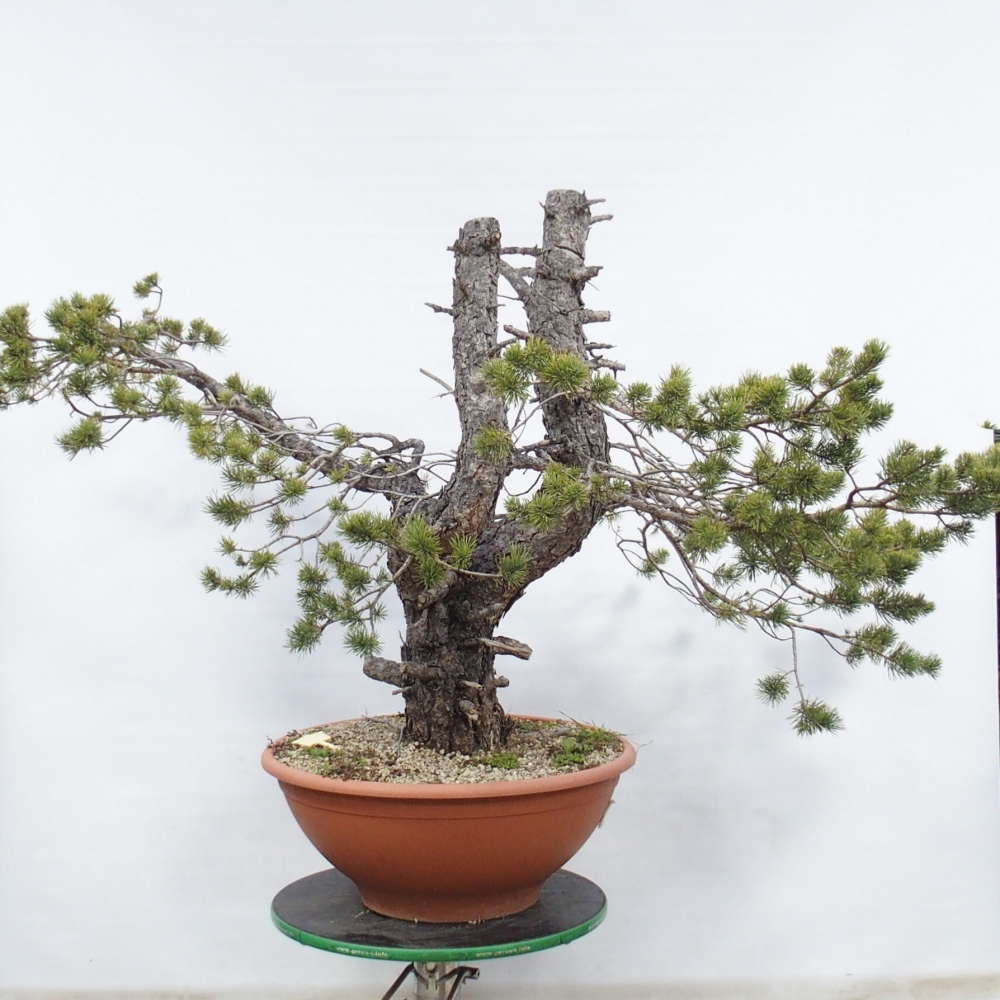 Yamadori - Pinus sylvestris Hiszpania