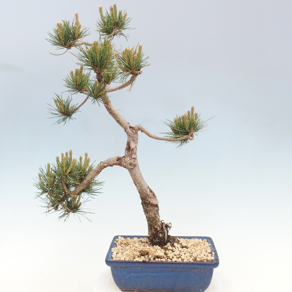 Outdoor bonsai - Pinus Sylvestris - sosna zwyczajna